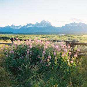 Tetons in Spring